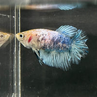 the-fish-farm Female Betta Female Betta - One Only - C Choose your own Female Betta at The Fish Farm Australia