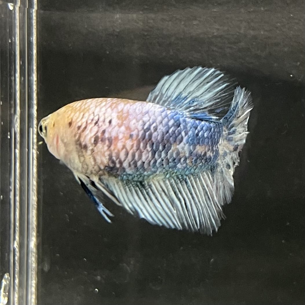 the-fish-farm Female Betta Female Betta - One Only - C Choose your own Female Betta at The Fish Farm Australia