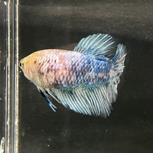 the-fish-farm Female Betta Female Betta - One Only - C Choose your own Female Betta at The Fish Farm Australia