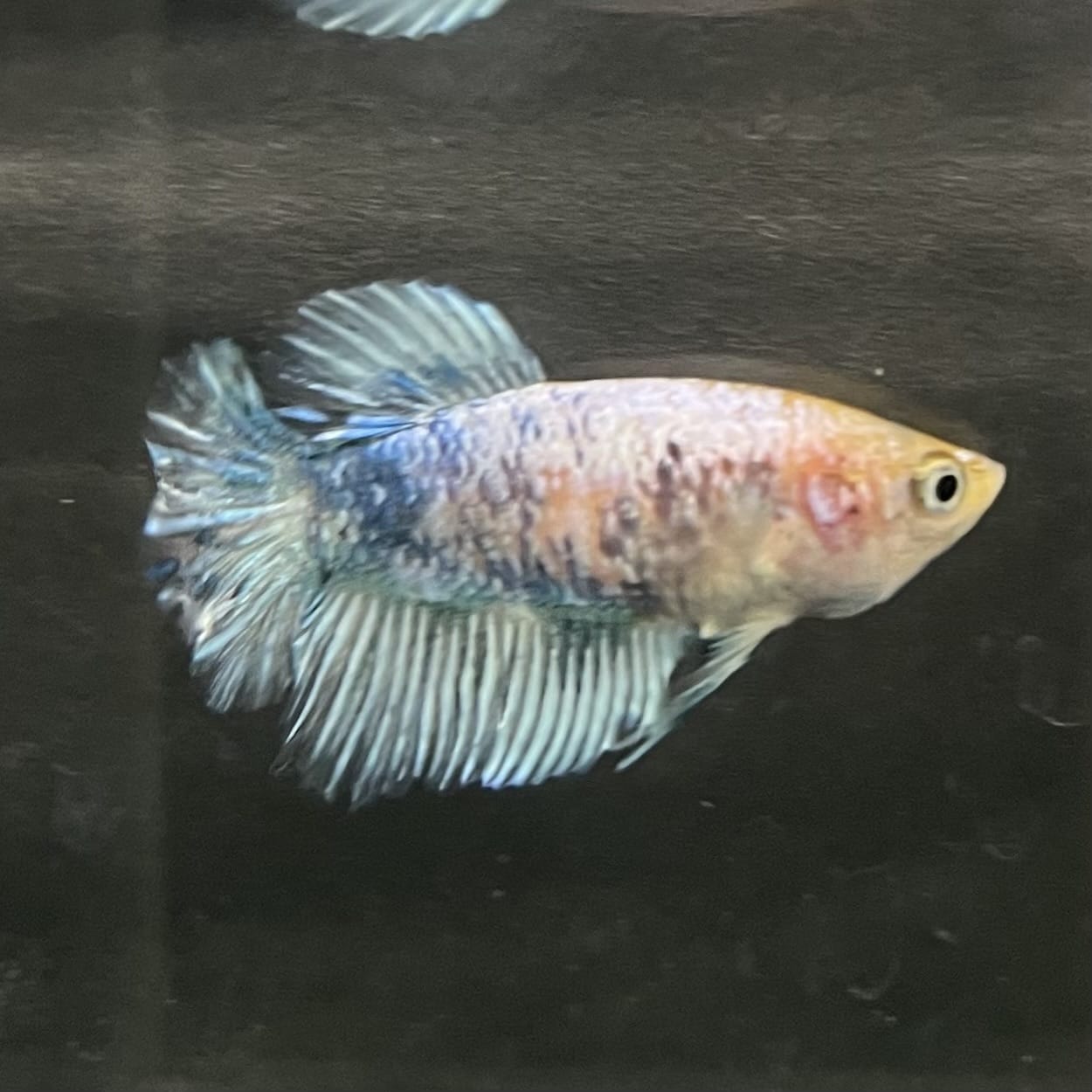 the-fish-farm Female Betta Female Betta - One Only - C Choose your own Female Betta at The Fish Farm Australia