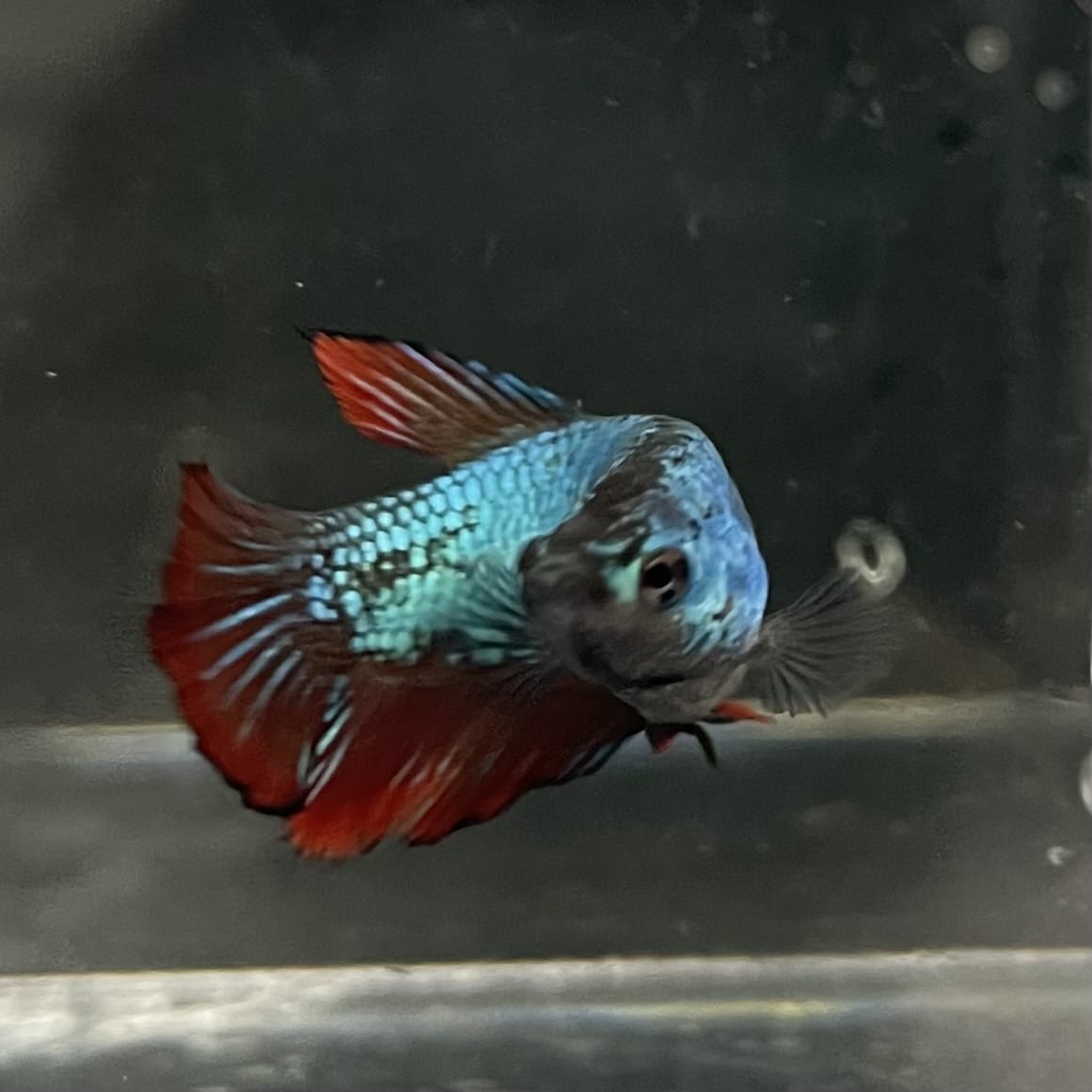 the-fish-farm Female Betta Female Betta - One Only - C Choose your own Female Betta at The Fish Farm Australia