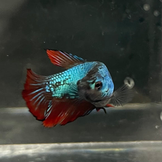 the-fish-farm Female Betta Female Betta - One Only - C Choose your own Female Betta at The Fish Farm Australia