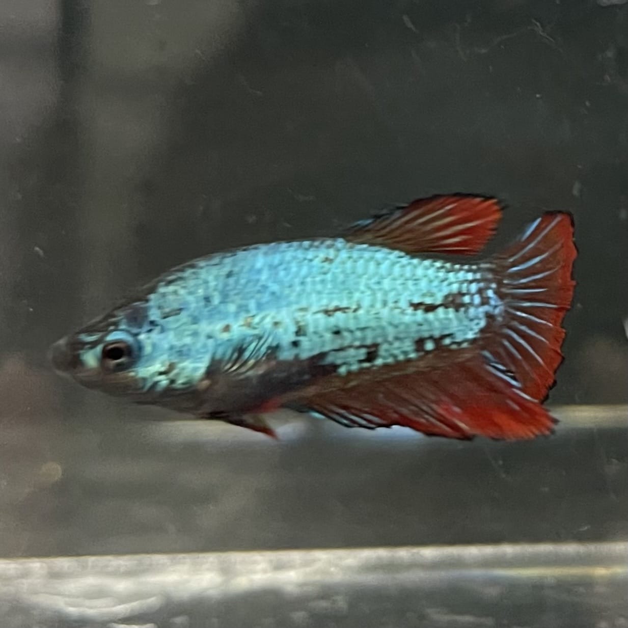 the-fish-farm Female Betta Female Betta - One Only - C Choose your own Female Betta at The Fish Farm Australia