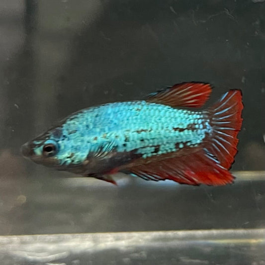 the-fish-farm Female Betta Female Betta - One Only - C Choose your own Female Betta at The Fish Farm Australia