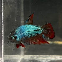 the-fish-farm Female Betta Female Betta - One Only - C Choose your own Female Betta at The Fish Farm Australia