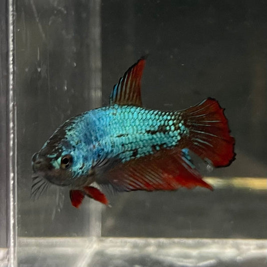 the-fish-farm Female Betta Female Betta - One Only - C Choose your own Female Betta at The Fish Farm Australia