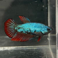 the-fish-farm Female Betta Female Betta - One Only - C Choose your own Female Betta at The Fish Farm Australia