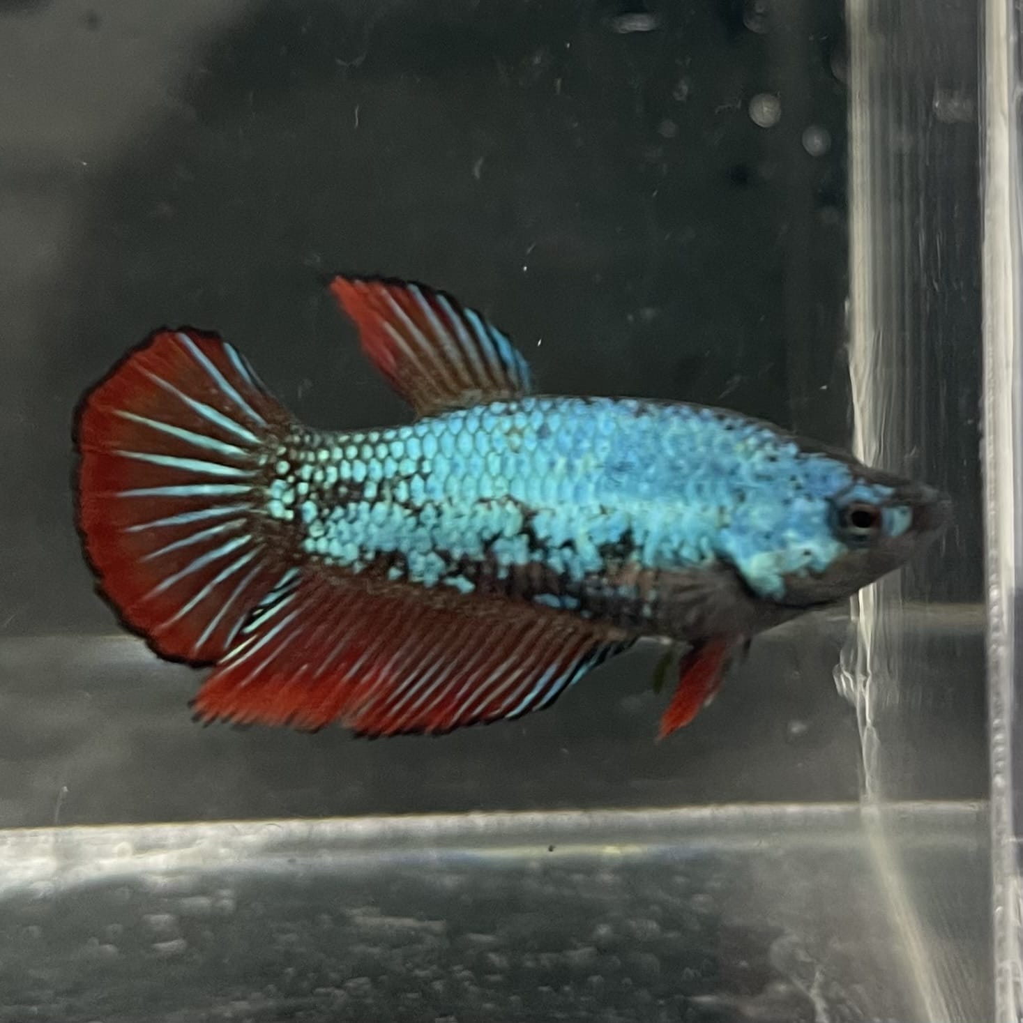 the-fish-farm Female Betta Female Betta - One Only - C Choose your own Female Betta at The Fish Farm Australia