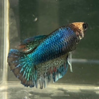 the-fish-farm Female Betta Female Betta - One Only - C Choose your own Female Betta at The Fish Farm Australia