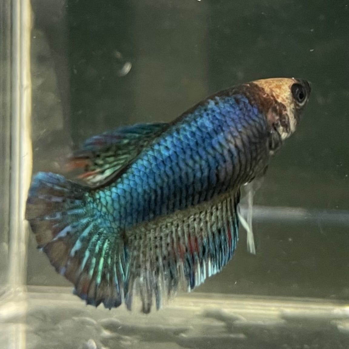 the-fish-farm Female Betta Female Betta - One Only - C Choose your own Female Betta at The Fish Farm Australia