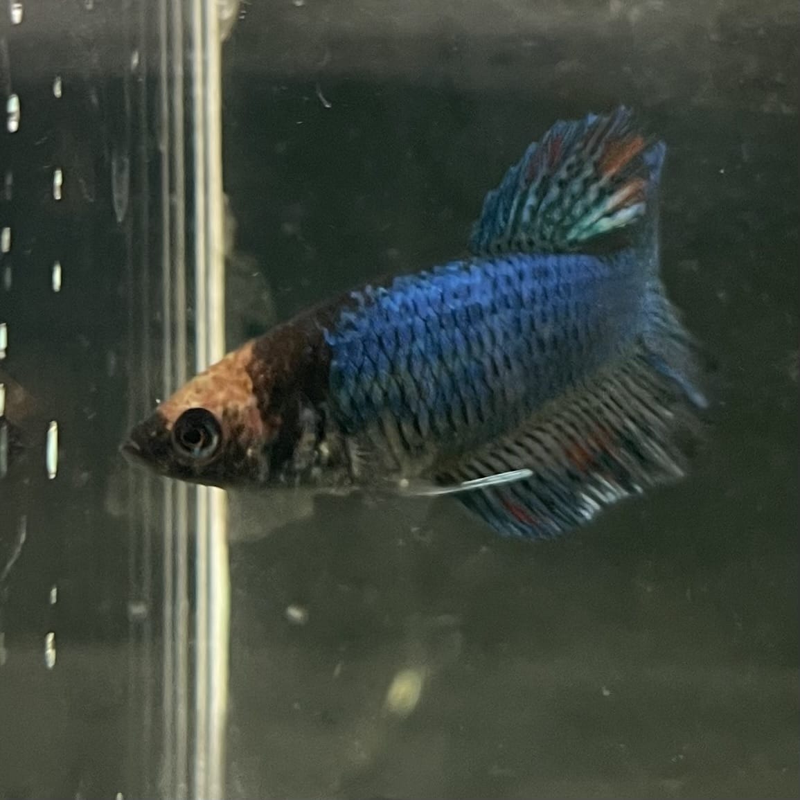 the-fish-farm Female Betta Female Betta - One Only - C Choose your own Female Betta at The Fish Farm Australia