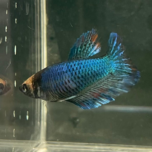 the-fish-farm Female Betta Female Betta - One Only - C Choose your own Female Betta at The Fish Farm Australia