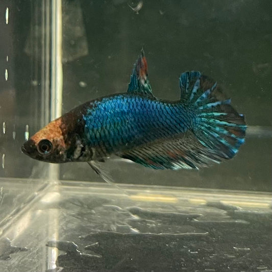 the-fish-farm Female Betta Female Betta - One Only - C Choose your own Female Betta at The Fish Farm Australia