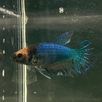 the-fish-farm Female Betta Female Betta - One Only - C Choose your own Female Betta at The Fish Farm Australia