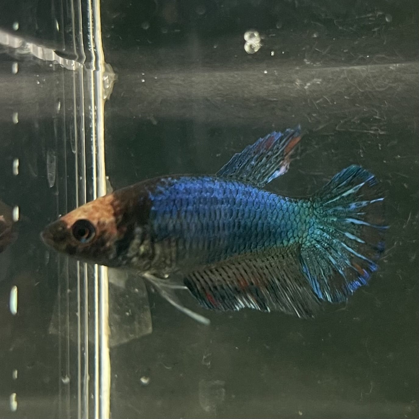 the-fish-farm Female Betta Female Betta - One Only - C Choose your own Female Betta at The Fish Farm Australia