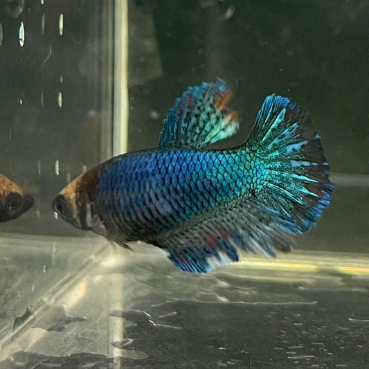 the-fish-farm Female Betta Female Betta - One Only - C Choose your own Female Betta at The Fish Farm Australia