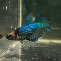 the-fish-farm Female Betta Female Betta - One Only - C Choose your own Female Betta at The Fish Farm Australia