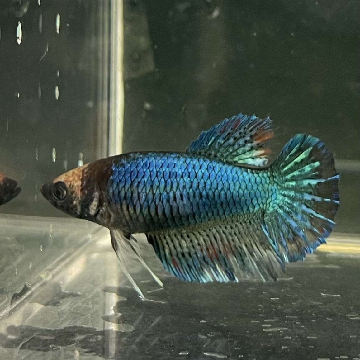 the-fish-farm Female Betta Female Betta - One Only - C Choose your own Female Betta at The Fish Farm Australia