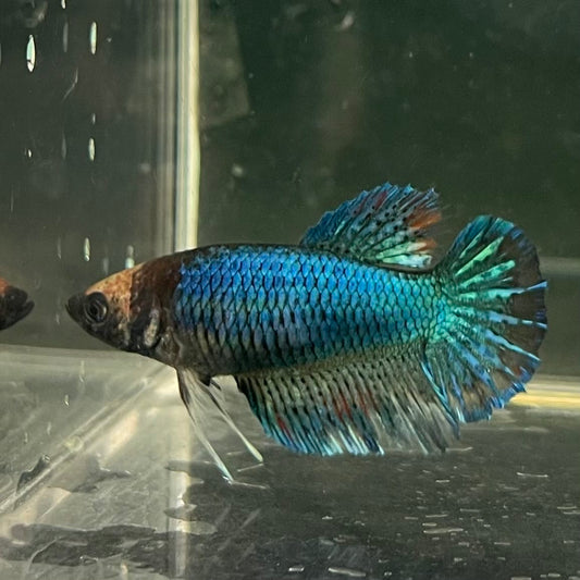 the-fish-farm Female Betta Female Betta - One Only - C Choose your own Female Betta at The Fish Farm Australia