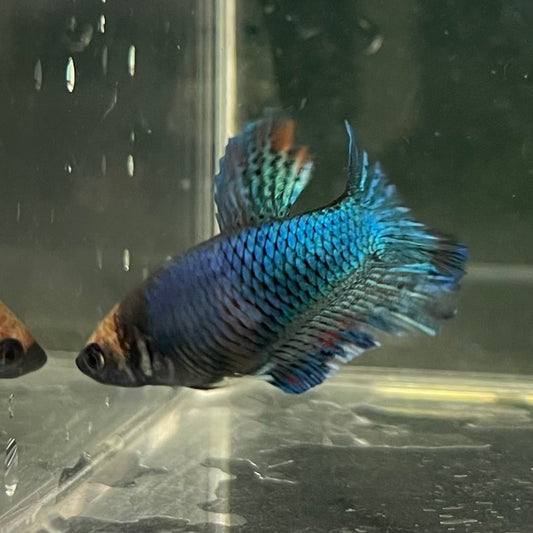 the-fish-farm Female Betta Female Betta - One Only - C Choose your own Female Betta at The Fish Farm Australia