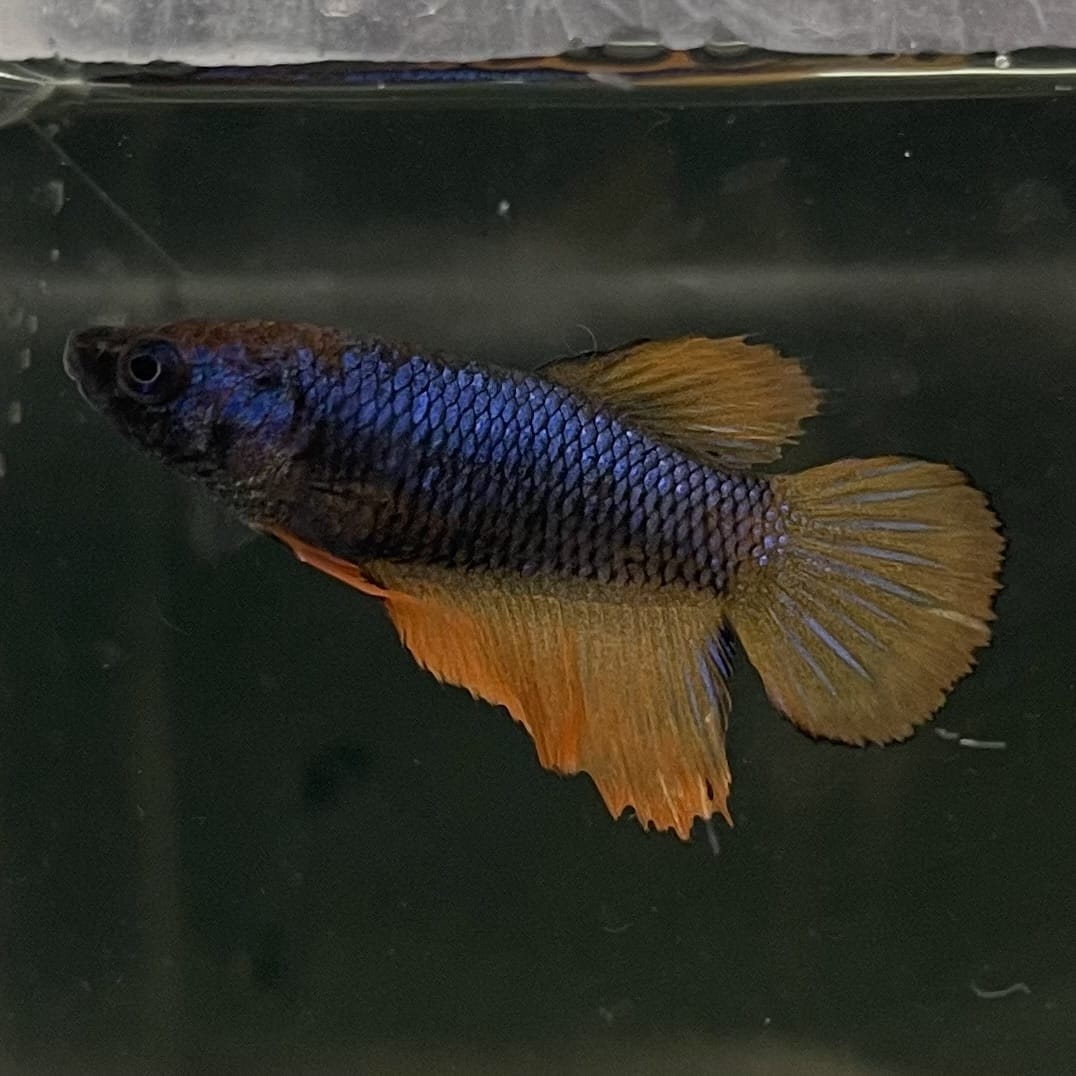the-fish-farm Female Betta Female Betta - One Only - C Choose your own Female Betta at The Fish Farm Australia