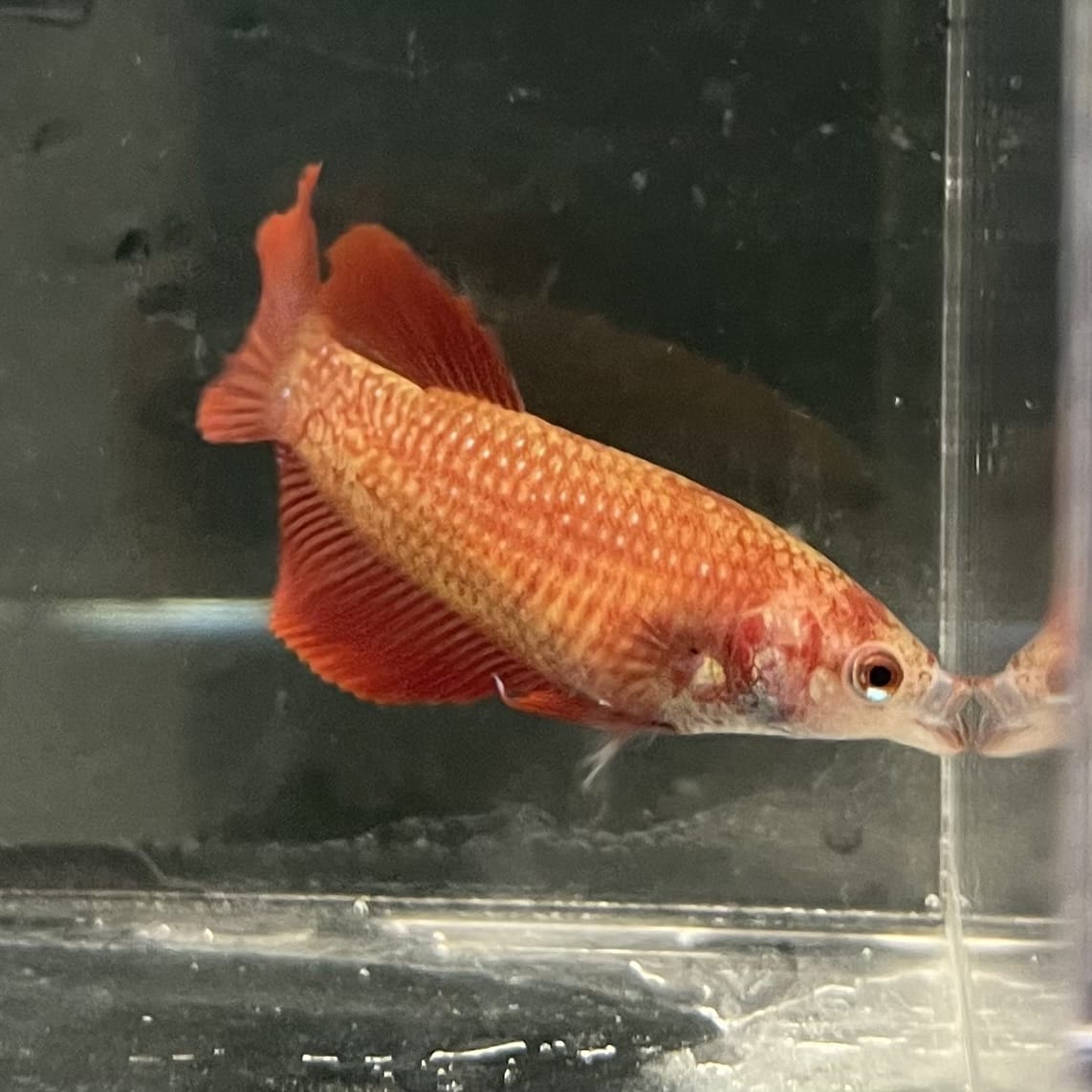 the-fish-farm Female Betta Female Betta - One Only - C Choose your own Female Betta at The Fish Farm Australia