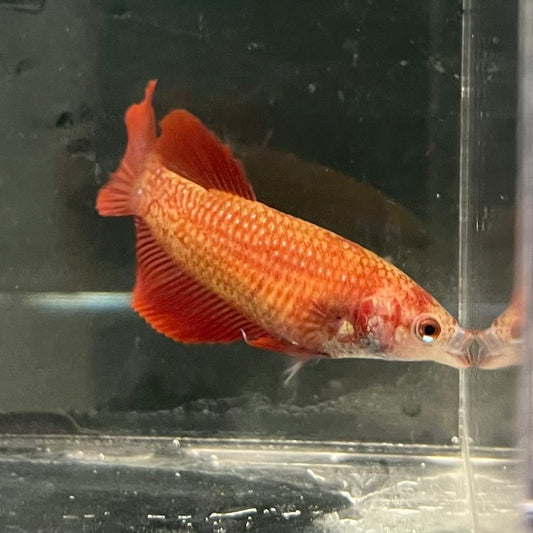 the-fish-farm Female Betta Female Betta - One Only - C Choose your own Female Betta at The Fish Farm Australia