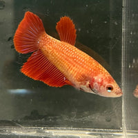 the-fish-farm Female Betta Female Betta - One Only - C Choose your own Female Betta at The Fish Farm Australia