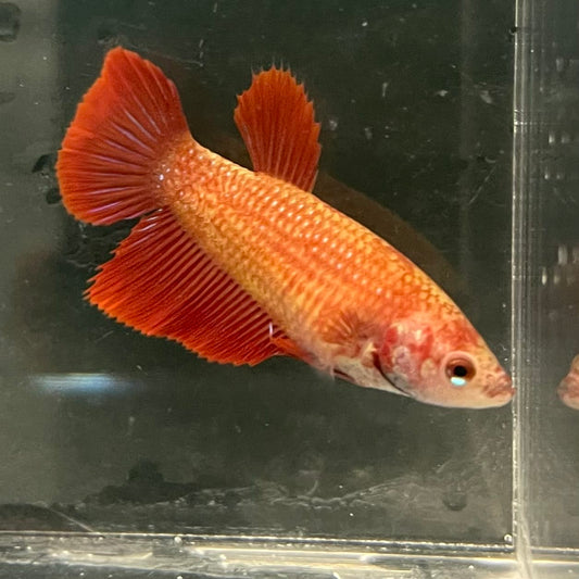 the-fish-farm Female Betta Female Betta - One Only - C Choose your own Female Betta at The Fish Farm Australia