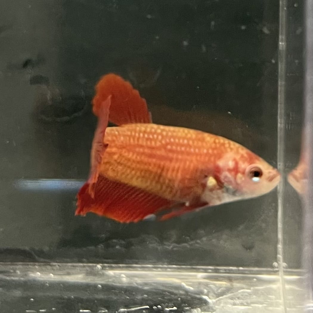 the-fish-farm Female Betta Female Betta - One Only - C Choose your own Female Betta at The Fish Farm Australia