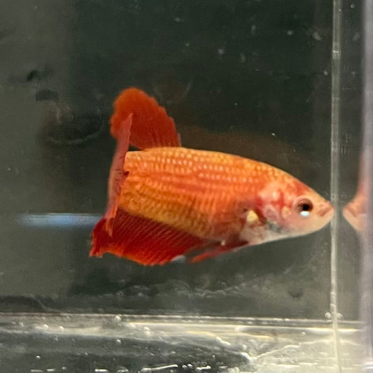 the-fish-farm Female Betta Female Betta - One Only - C Choose your own Female Betta at The Fish Farm Australia