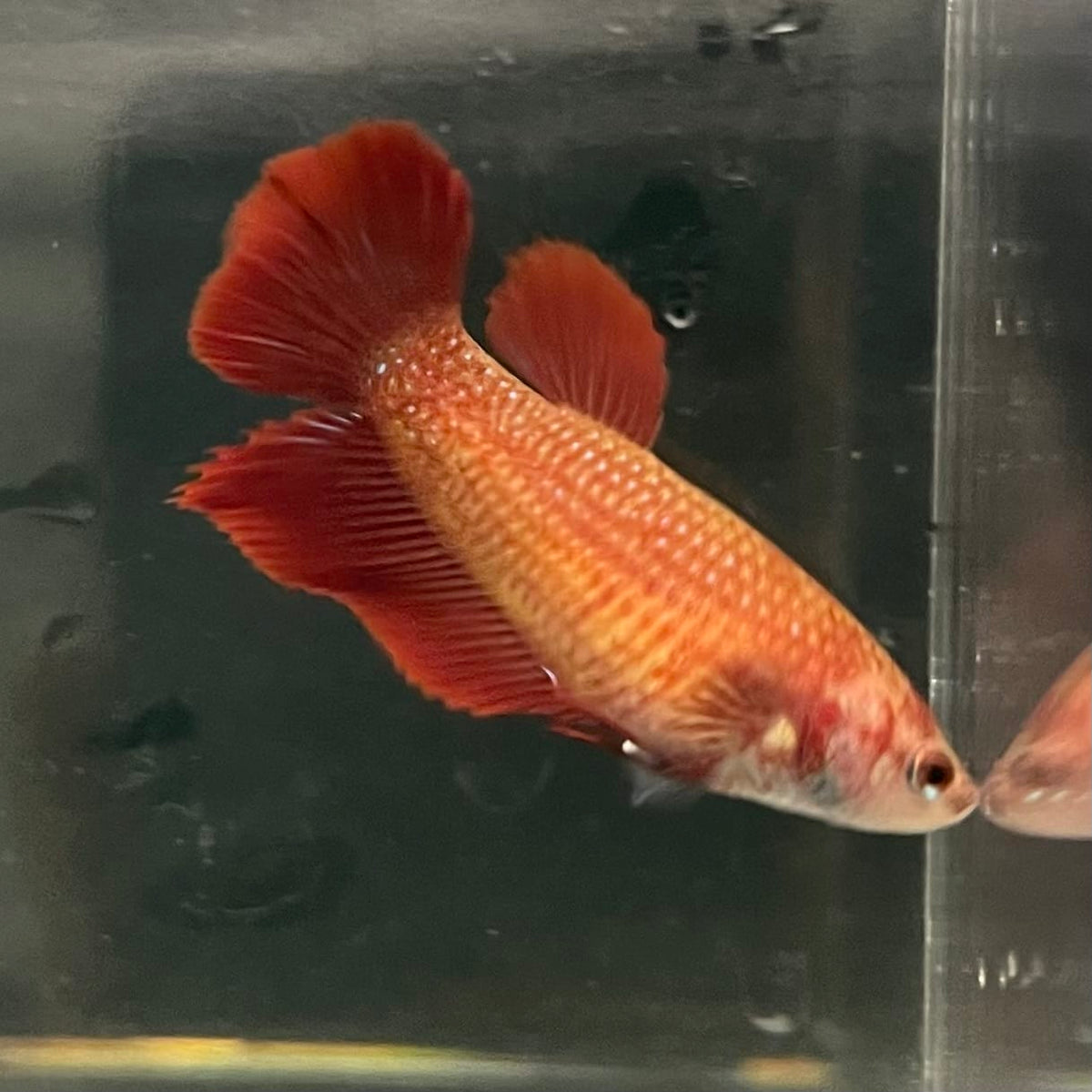 the-fish-farm Female Betta Female Betta - One Only - C Choose your own Female Betta at The Fish Farm Australia