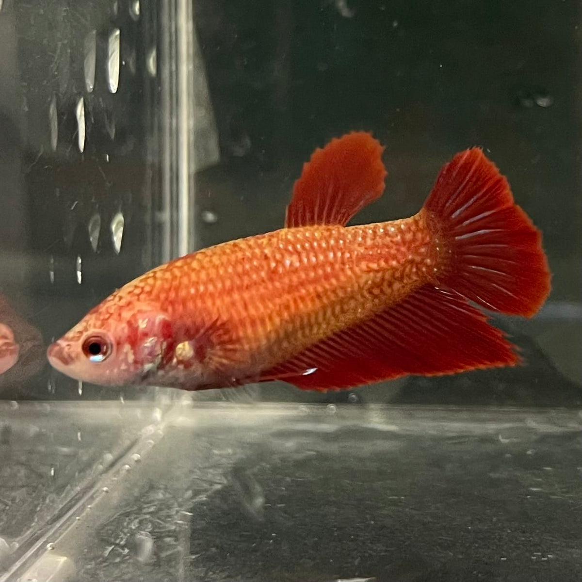 the-fish-farm Female Betta Female Betta - One Only - C Choose your own Female Betta at The Fish Farm Australia