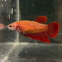 the-fish-farm Female Betta Female Betta - One Only - C Choose your own Female Betta at The Fish Farm Australia