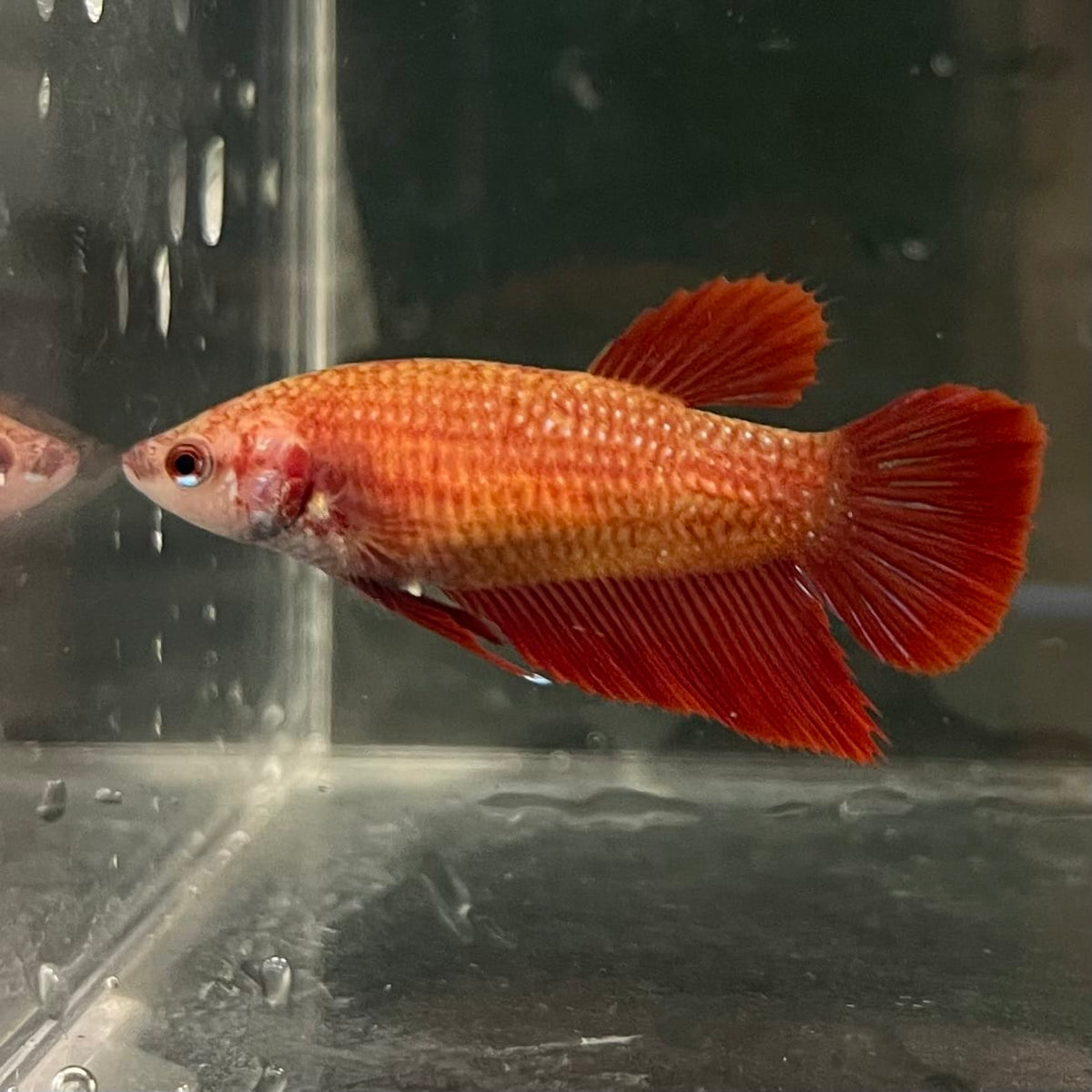 the-fish-farm Female Betta Female Betta - One Only - C Choose your own Female Betta at The Fish Farm Australia