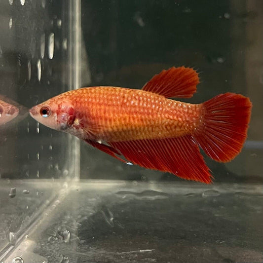 the-fish-farm Female Betta Female Betta - One Only - C Choose your own Female Betta at The Fish Farm Australia