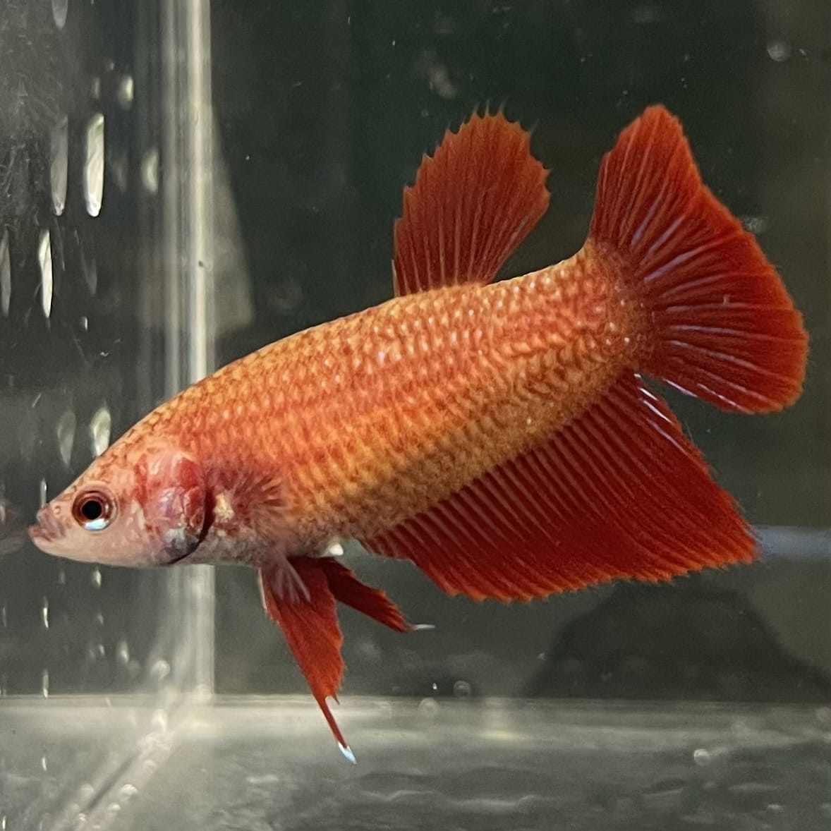 the-fish-farm Female Betta Female Betta - One Only - C Choose your own Female Betta at The Fish Farm Australia