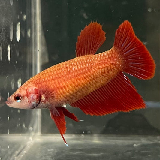 the-fish-farm Female Betta Female Betta - One Only - C Choose your own Female Betta at The Fish Farm Australia