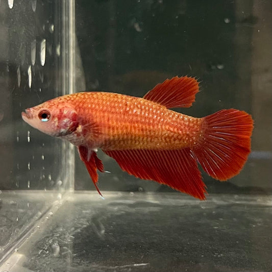 the-fish-farm Female Betta Female Betta - One Only - C Choose your own Female Betta at The Fish Farm Australia