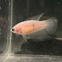 the-fish-farm Female Betta Female Betta - One Only - C Choose your own Female Betta at The Fish Farm Australia