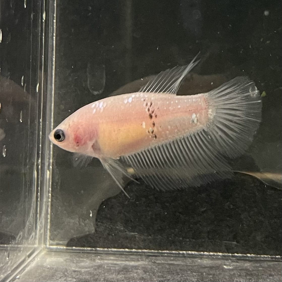 the-fish-farm Female Betta Female Betta - One Only - C Choose your own Female Betta at The Fish Farm Australia