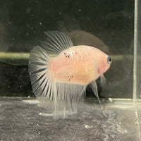 the-fish-farm Female Betta Female Betta - One Only - C Choose your own Female Betta at The Fish Farm Australia