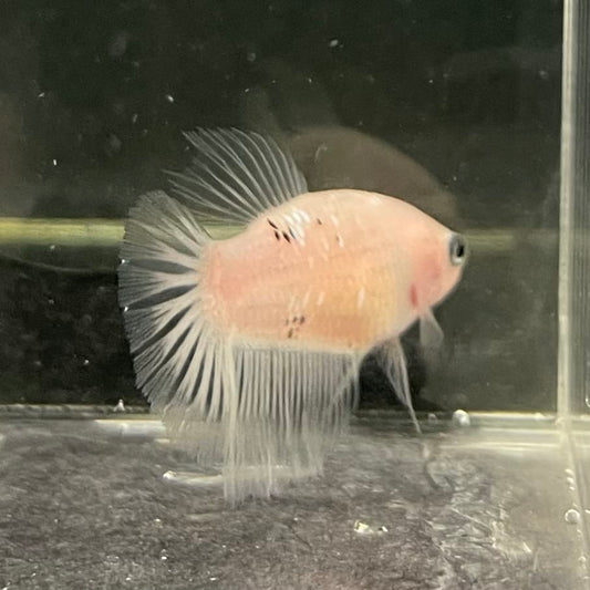 the-fish-farm Female Betta Female Betta - One Only - C Choose your own Female Betta at The Fish Farm Australia