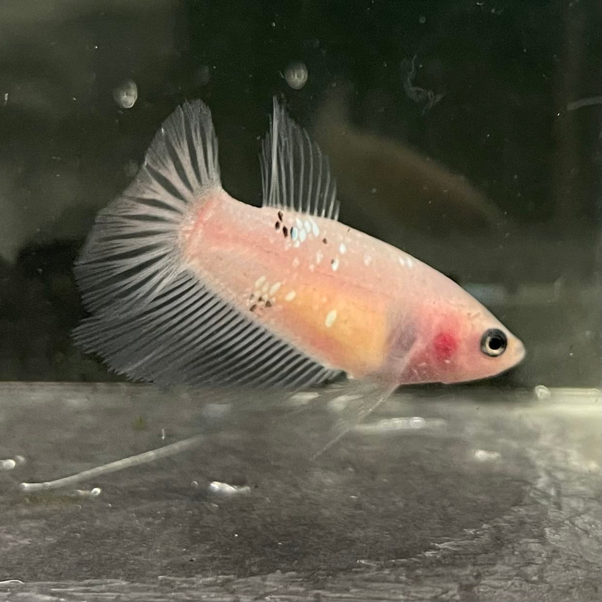 the-fish-farm Female Betta Female Betta - One Only - C Choose your own Female Betta at The Fish Farm Australia