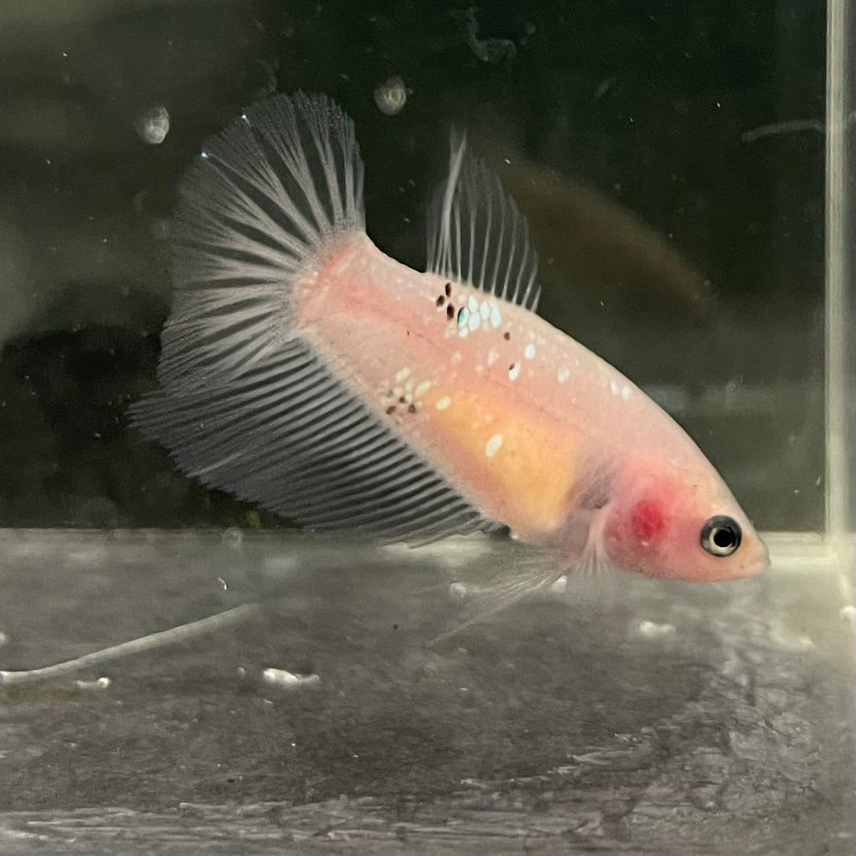 the-fish-farm Female Betta Female Betta - One Only - C Choose your own Female Betta at The Fish Farm Australia
