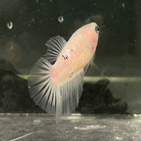 the-fish-farm Female Betta Female Betta - One Only - C Choose your own Female Betta at The Fish Farm Australia