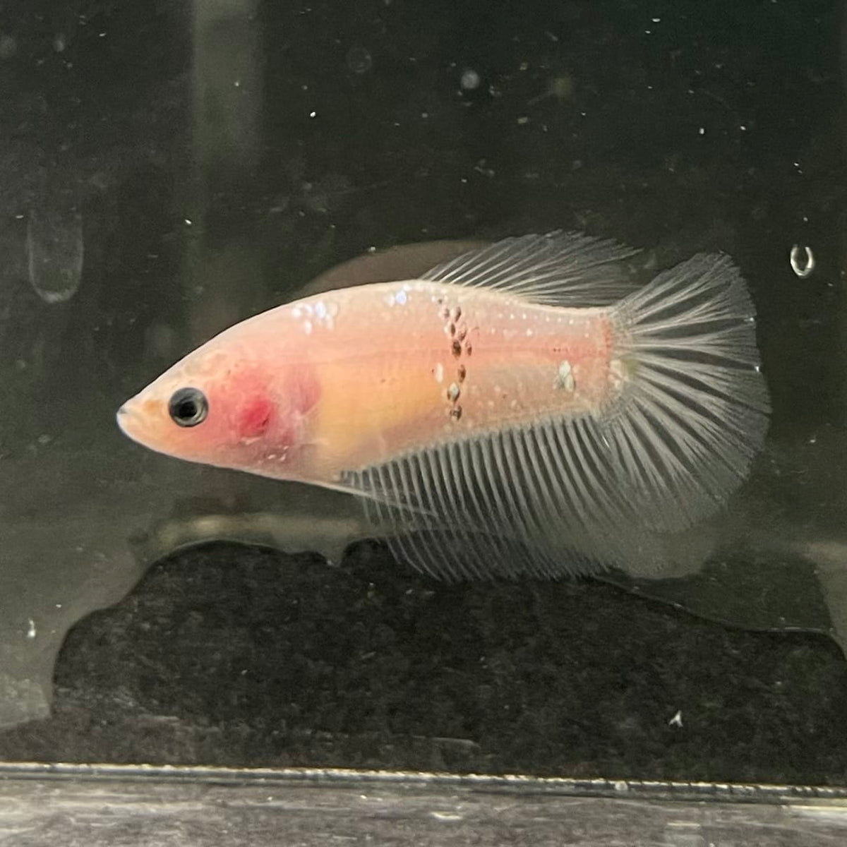 the-fish-farm Female Betta Female Betta - One Only - C Choose your own Female Betta at The Fish Farm Australia