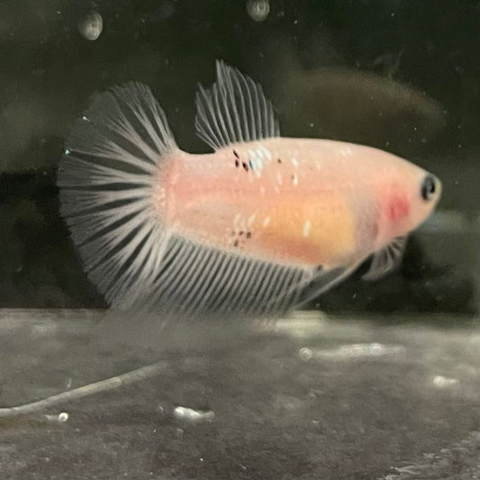 the-fish-farm Female Betta Female Betta - One Only - C Choose your own Female Betta at The Fish Farm Australia