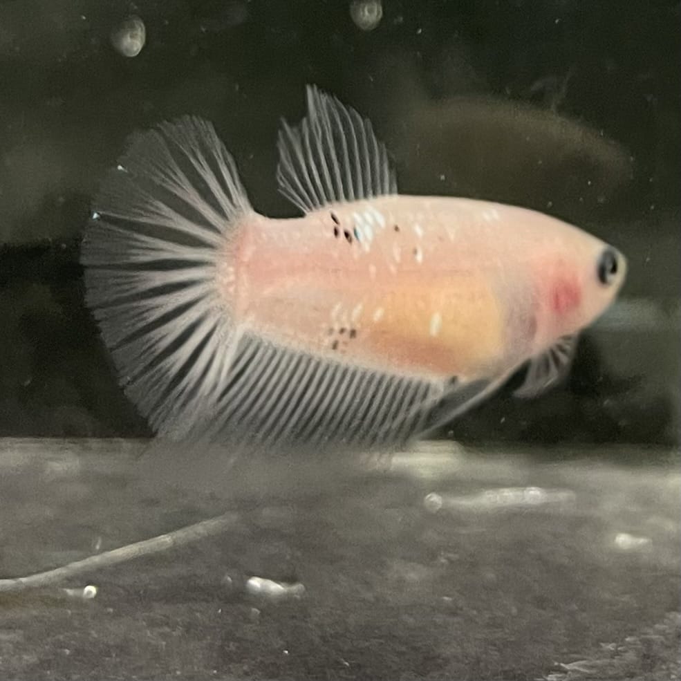 the-fish-farm Female Betta Female Betta - One Only - C Choose your own Female Betta at The Fish Farm Australia