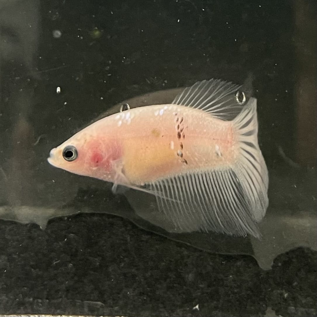 the-fish-farm Female Betta Female Betta - One Only - C Choose your own Female Betta at The Fish Farm Australia